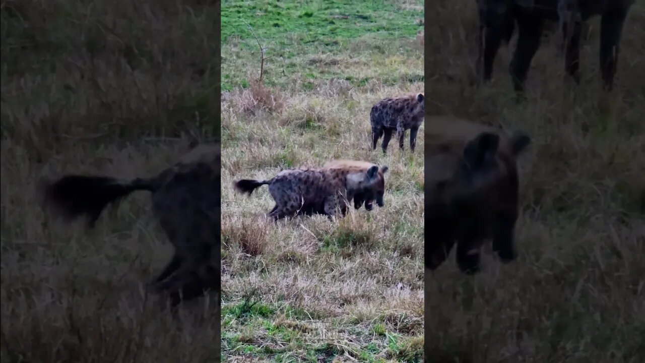 Hyenas Playing #shorts | #ShortsAfrica