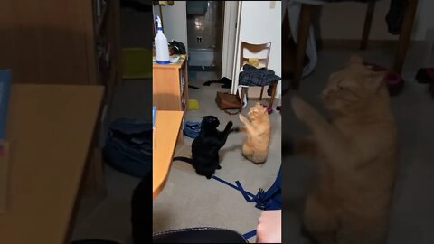 Funny Cats and Kittens Meowing Compilation&Baby Cats -Cute and Funny Cat Videos #shorts (1)