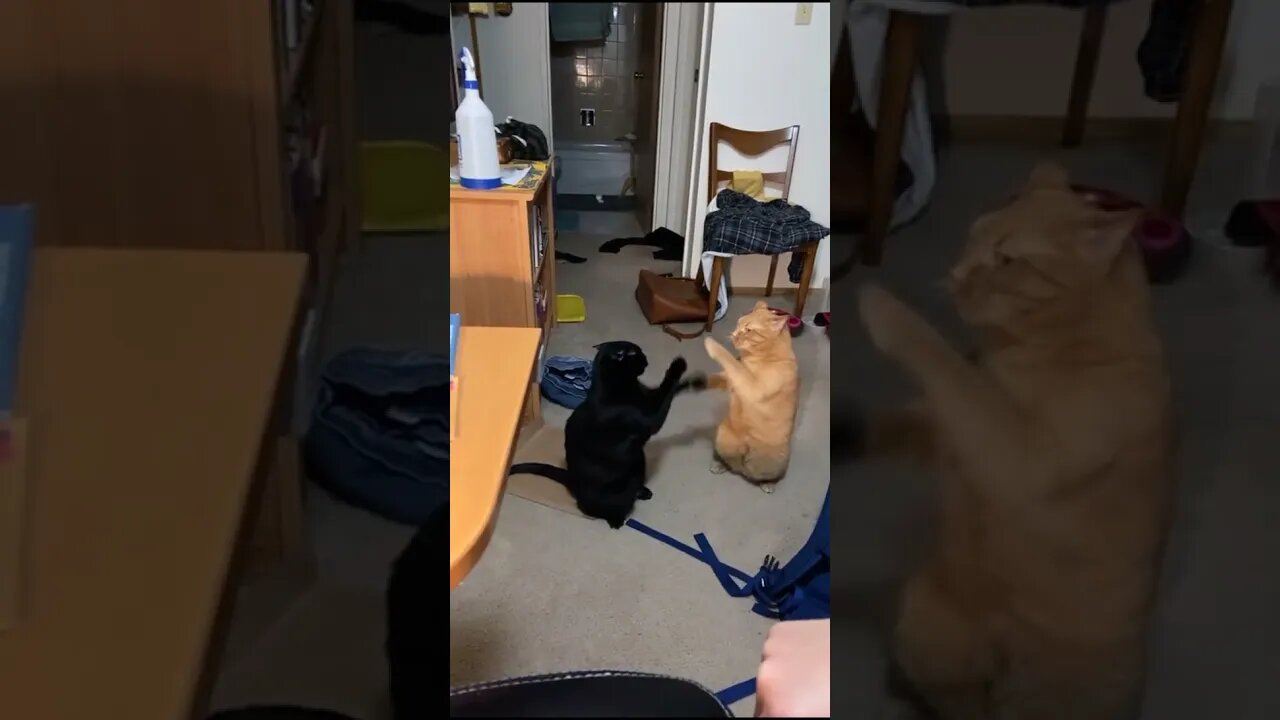 Funny Cats and Kittens Meowing Compilation&Baby Cats -Cute and Funny Cat Videos #shorts (1)