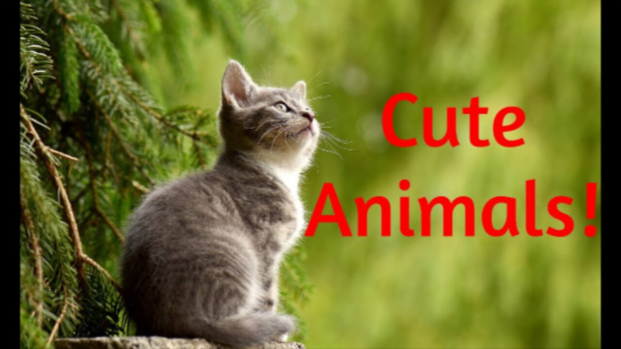 Cute Animals Video Compilation! Cute Animals, Funny Moments & Funny Animals