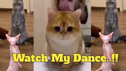 Amazing Dancing Animals...!! Funny Dancing Dogs &Cats