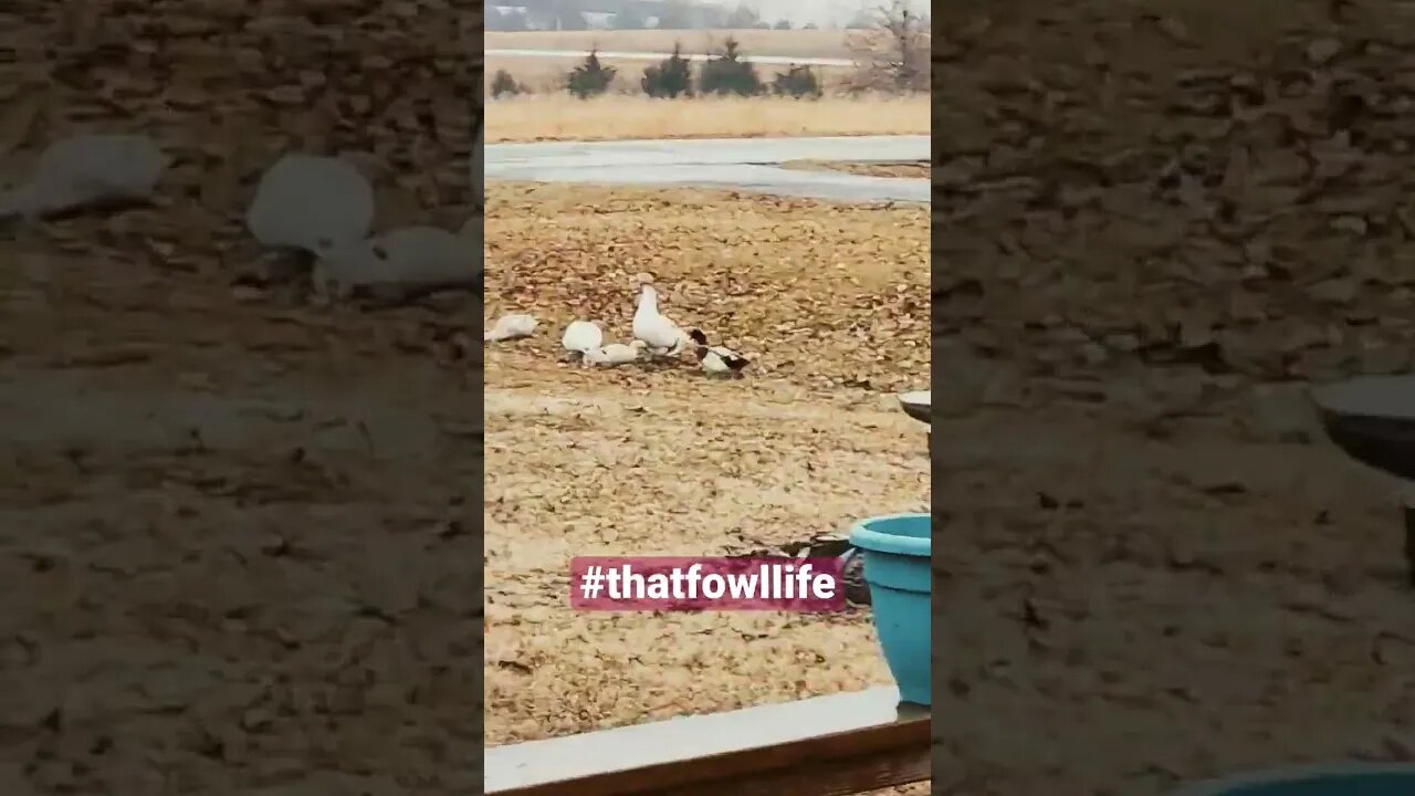 #thatfowllife