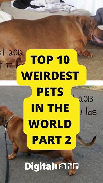 Top 10 Weirdest Pets In The World PART 2