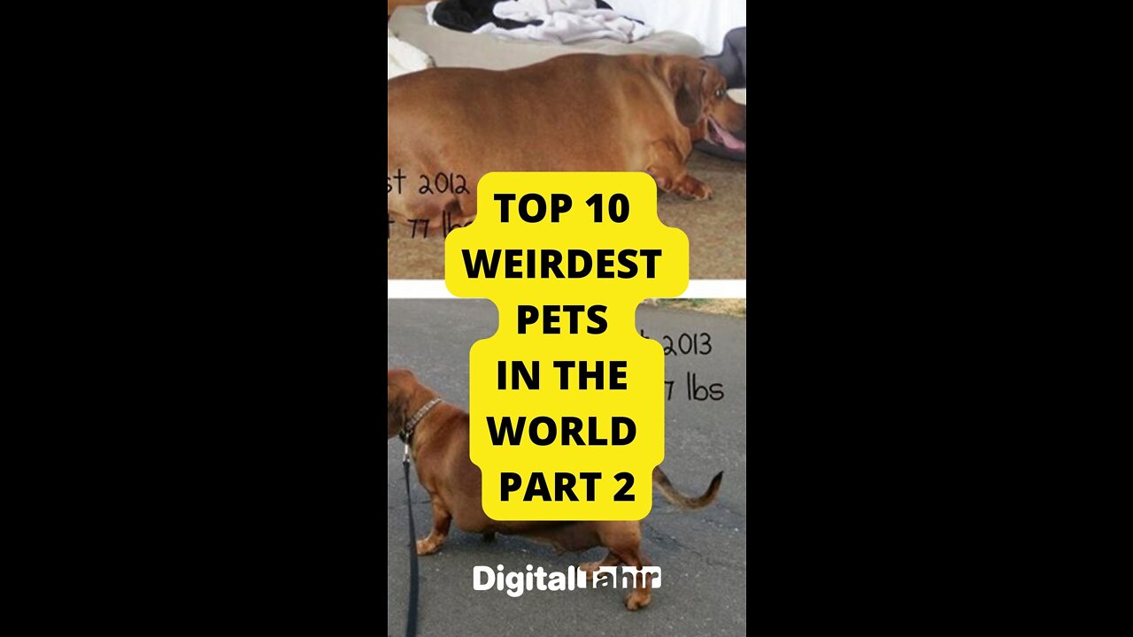 Top 10 Weirdest Pets In The World PART 2