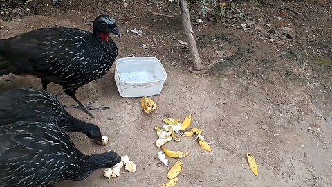 Jacu em busca de aventura Jacuaçu, jacuguaçu, guans