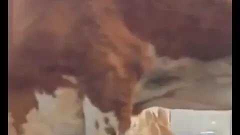 69 Cow edition..#comedy #shorts #mrbeast