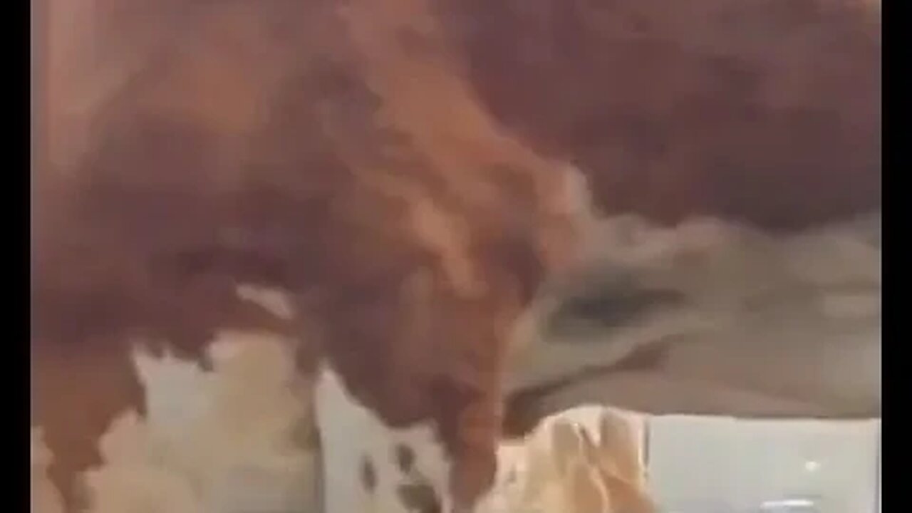 69 Cow edition..#comedy #shorts #mrbeast