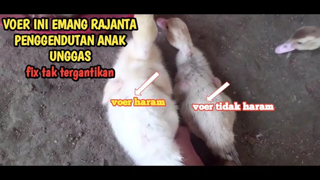 PERBANDINGAN VOER BIASA DENGAN T51