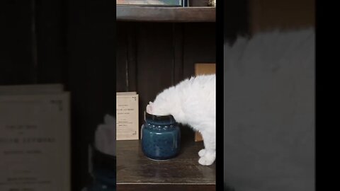 cat#cat eating#cat stunting😆😆😆