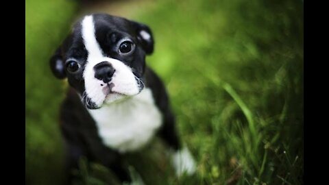 Puppies Playing In The Park