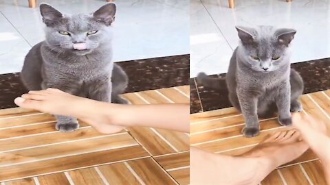 Best Funniest Animals Real Best Of The 2020 Try Not To Laugh, love animals