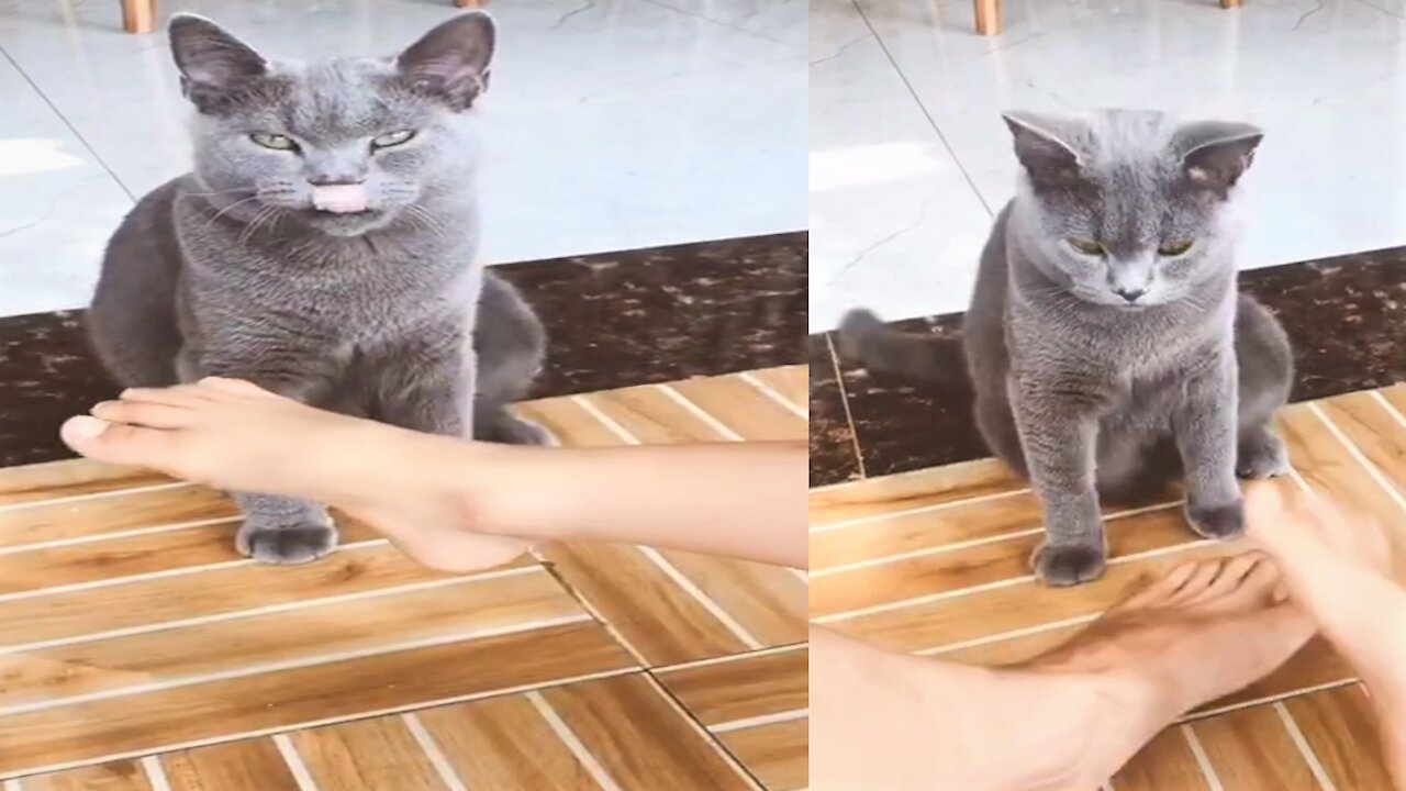 Best Funniest Animals Real Best Of The 2020 Try Not To Laugh, love animals
