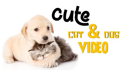 cute cat & dog video can make you laugh