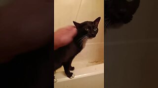 bathroom Kitty #shortsvideo #kitty #kittycat #shortsfeed #youtubeshorts #cutekitty #catshorts