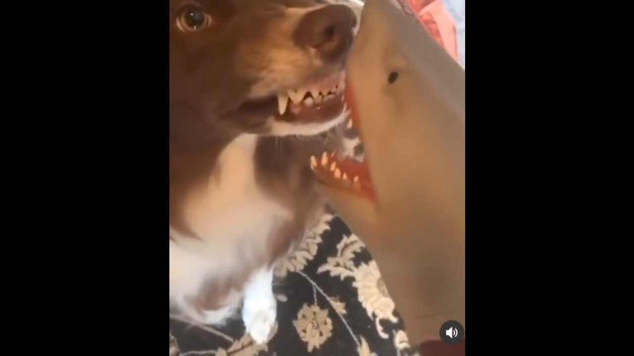 DOG VS SHARK..