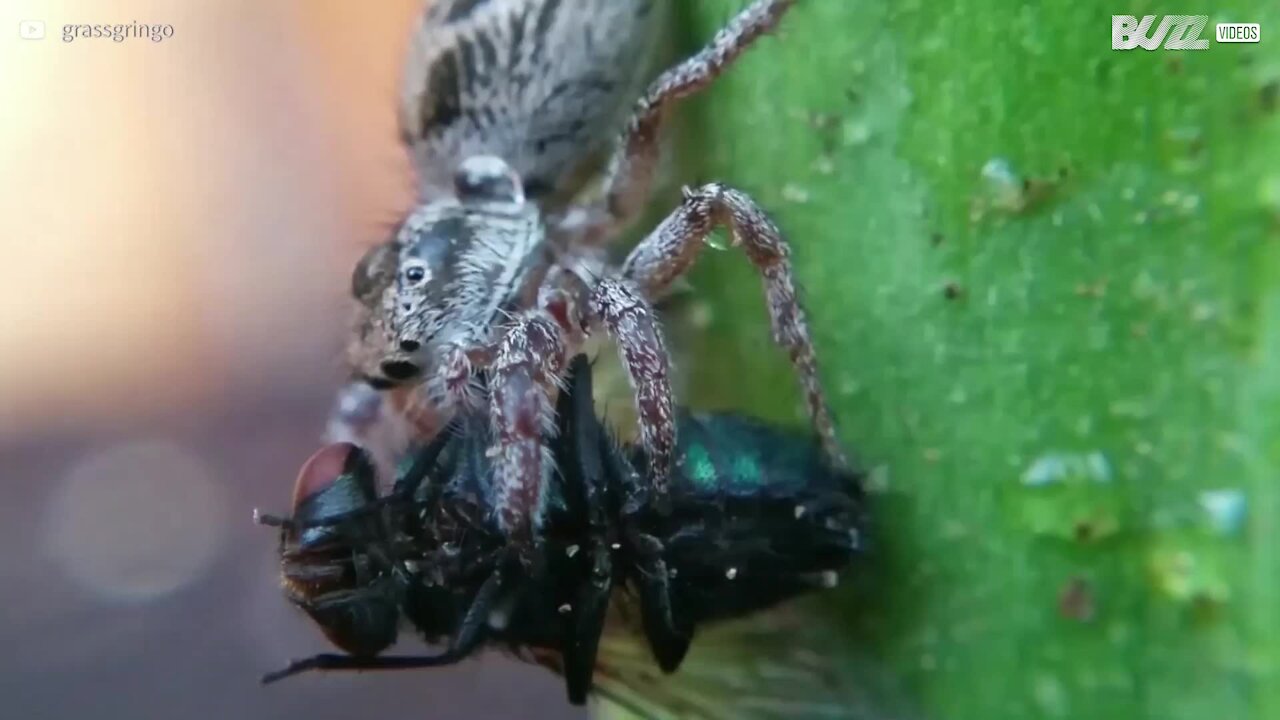 Il filme en gros plan une araignée en plein repas !