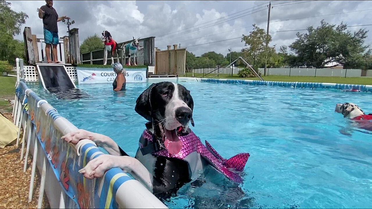 Five Great Danes celebrate their 1st birthday with a pool party