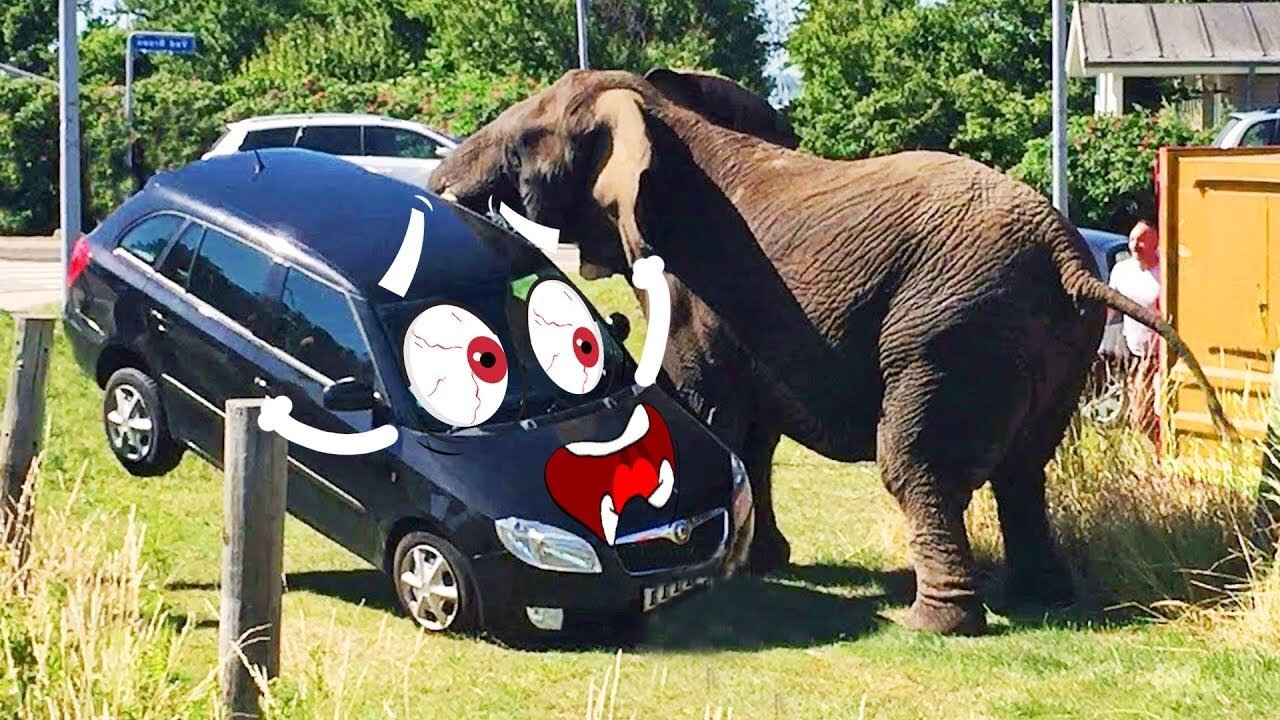 Elephant Attacks Car Wild Animal Encounters by Doodles Woa Doodland