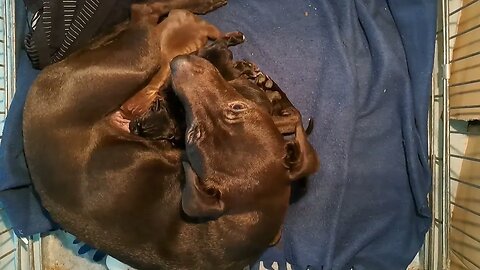 cute chilling OBI2023 BABY PATTERDALE TERRIERS day 4: Irish bull&terrier BSL puppies pups puppy fell