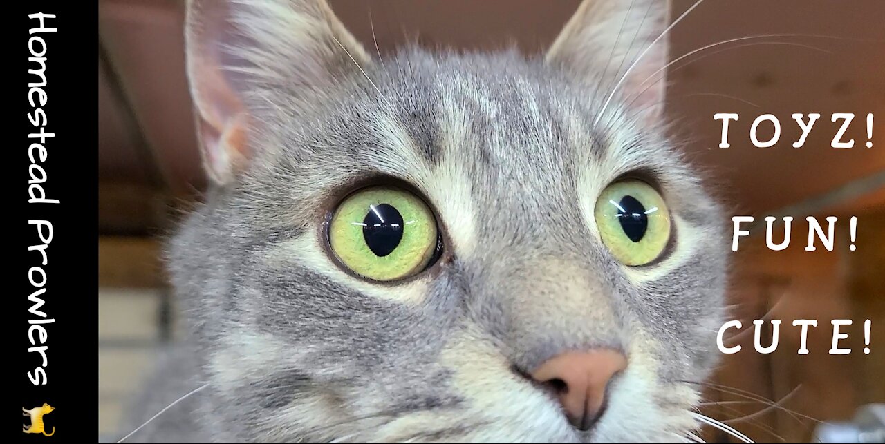 Homestead Cat Loves Playing With His TOYZ