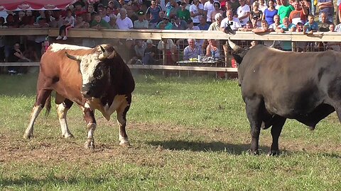 Jelenko od Dubice vs Sultan od Sulića Lisovići 2024