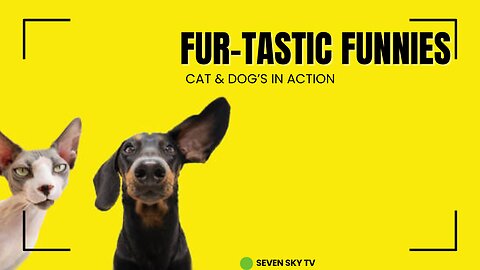 Fur-tastic Funnies: Cats and Dogs in Action | Most Funny Video