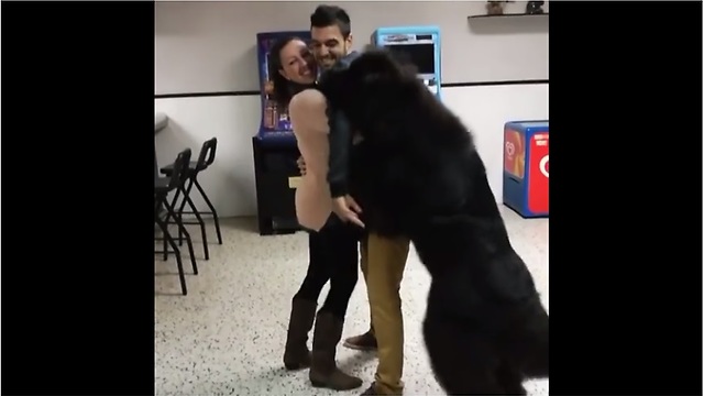 Jealous Newfoundland refuses to let couple hug