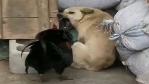 Funny Dog V/S Chicken Fight