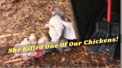 She Killed One Of Our Chickens!