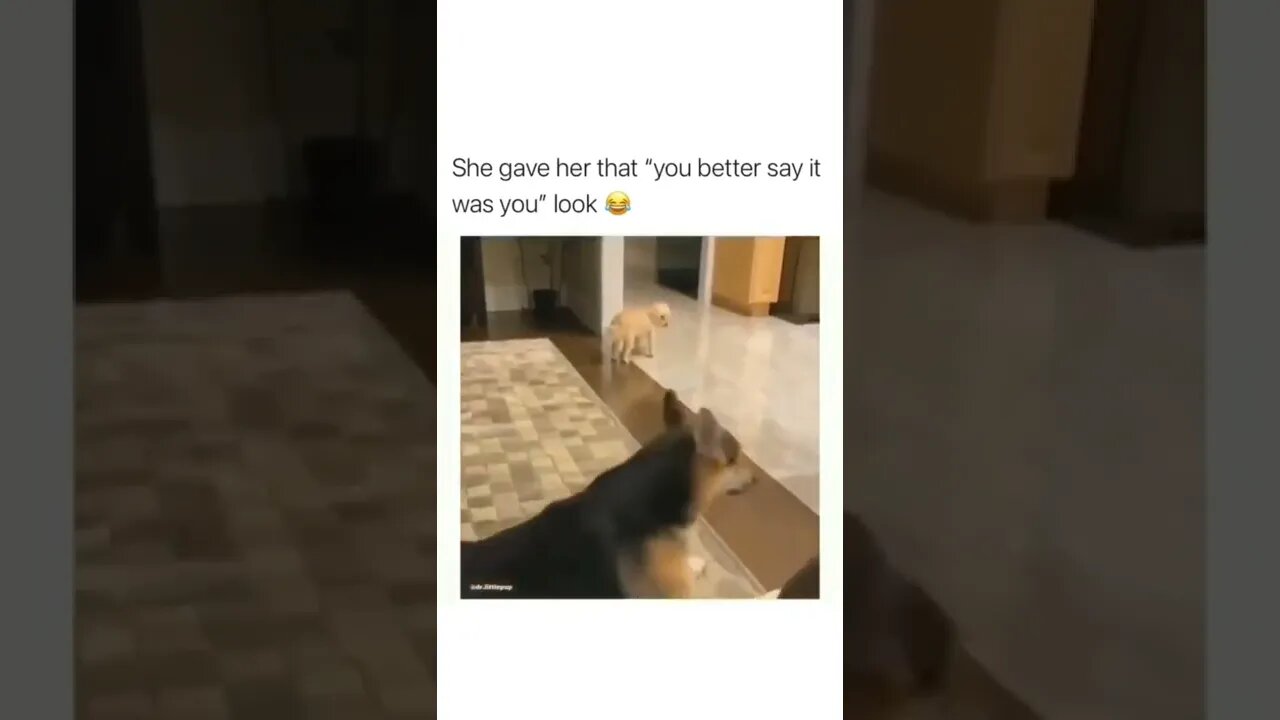 Daamn 😂😂😂 #shorts #shortsvideo #funny #fyp #dog