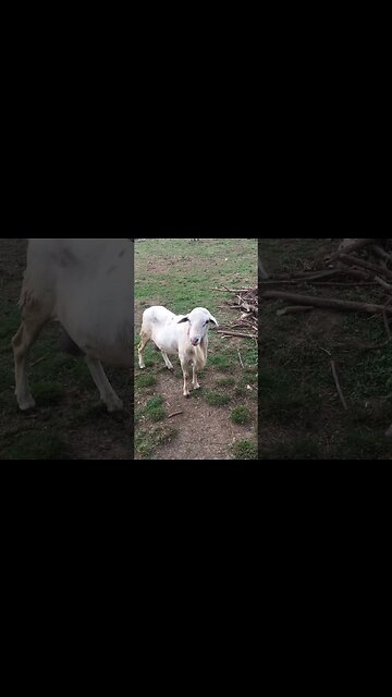 Los Angeles Rams I’ve got 1 Ram 4 You