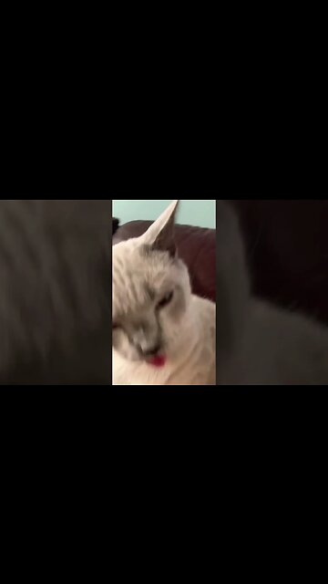 #catsagram #cutecat #animal #petstagram #instacats #kittycat #catloversclub #catsofinsta #ilovemycat