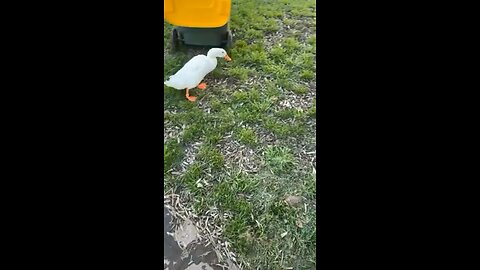 Crazy duck