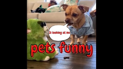 Compilation Pets And Funny