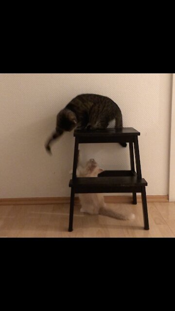 Playful Kitten annoying older Cat