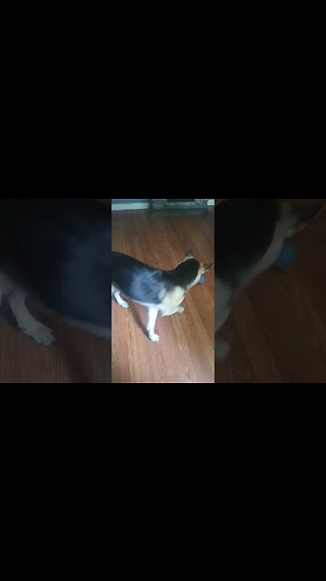 Dog Has No One To Play With