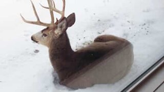 Veado descansa na porta de casa no Canadá