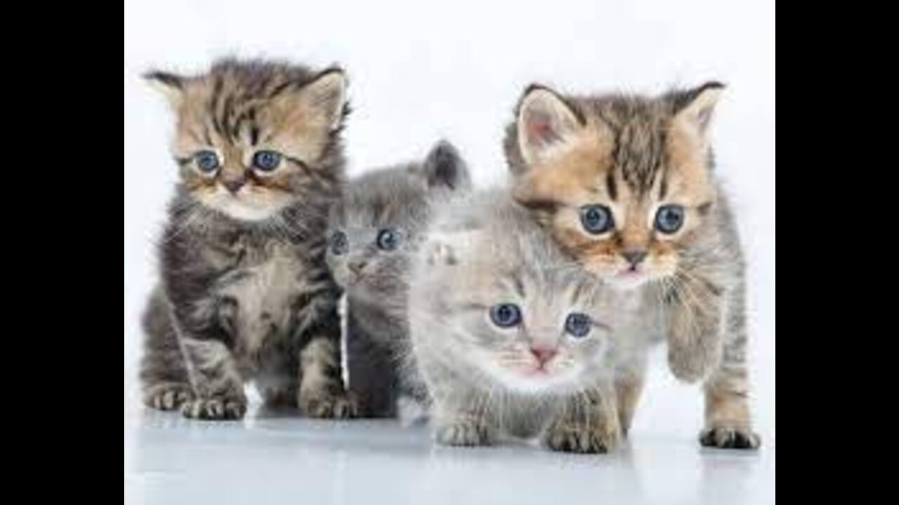 cute little cats