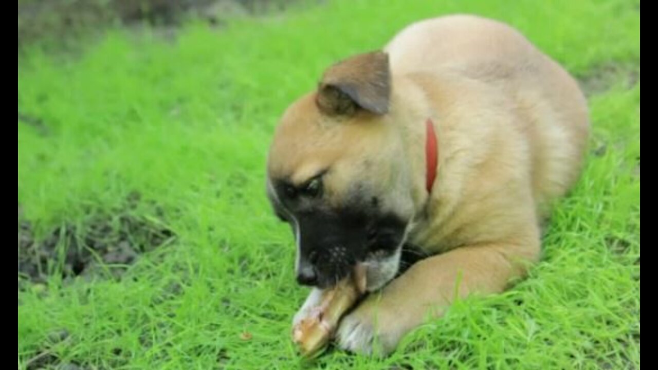 Hi Human, my bone is delicious!