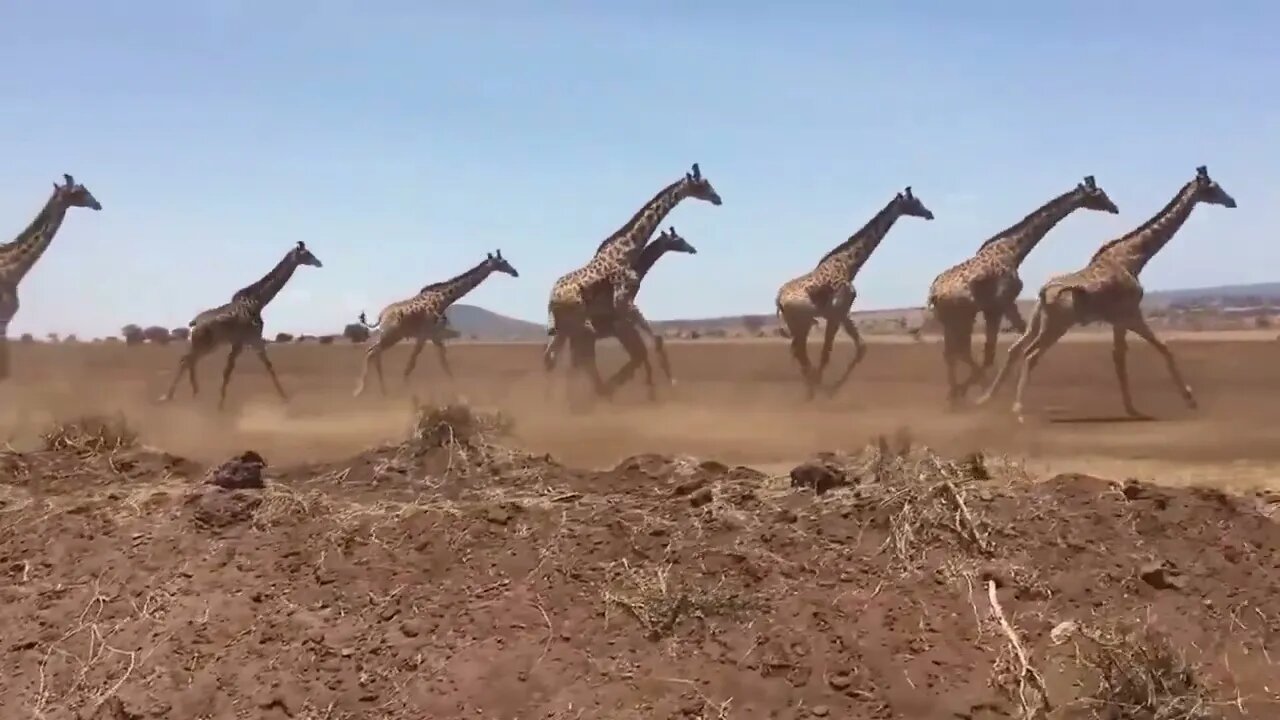 Mother Giraffe Kick Broken Lion Head Who Try To Eat Her Baby, Harsh Life of Wild Animals-14