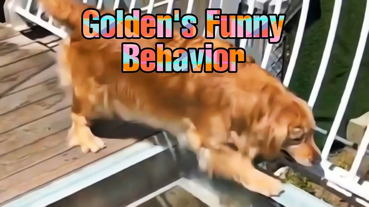 Golden retriever's funny behavior