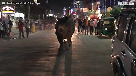 Un rhinocéros se promène tranquillement en ville