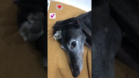 Cutie pie greyhound