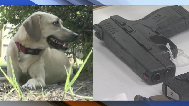 Guns or puppies: which is harder to get in Palm Beach County?