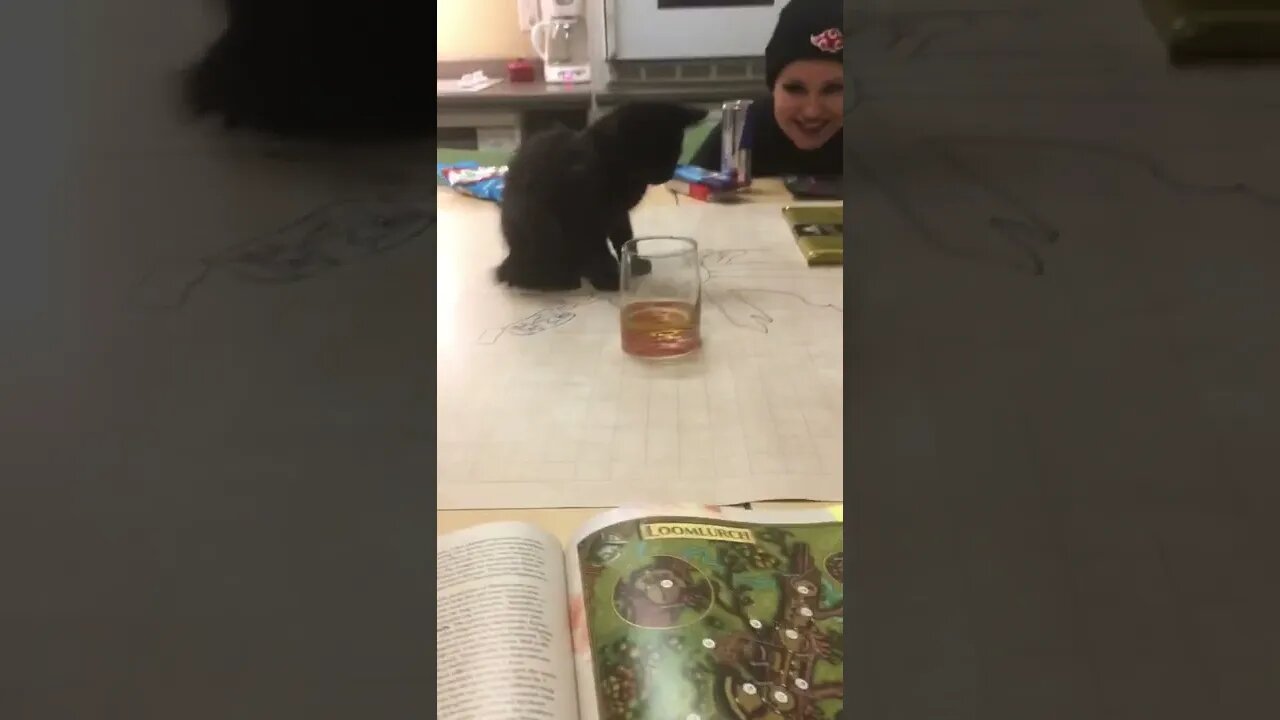 Kitten smells Laphraoig at our D&D game