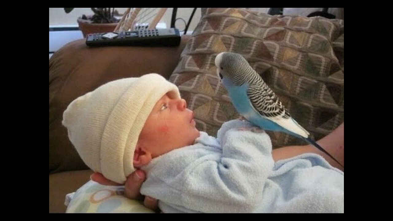 Wow.... A Very Funny Bird Falling in Love with Baby Compilation