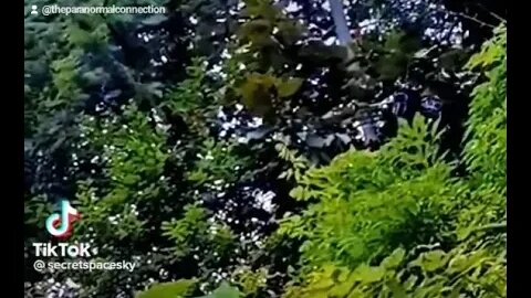 Is this the real predator?