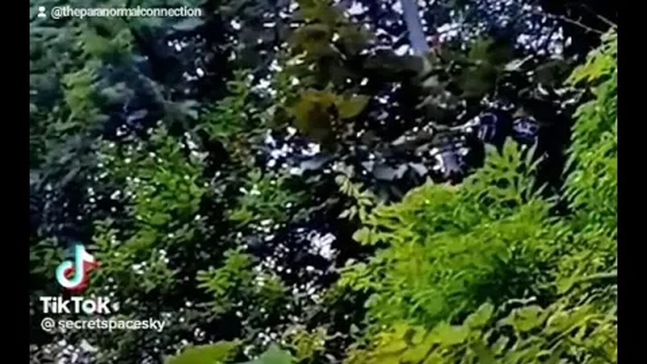 Is this the real predator?