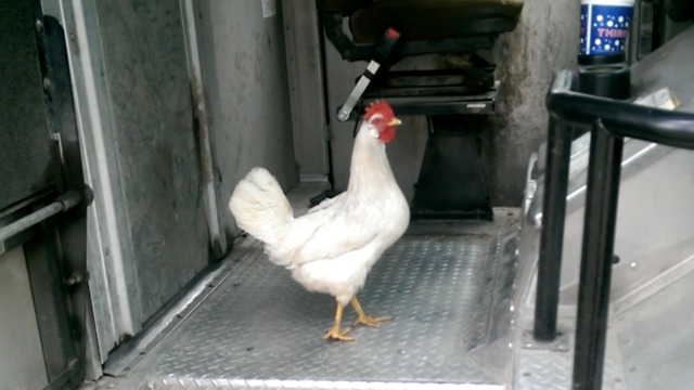 Three Chickens In A Delivery Truck