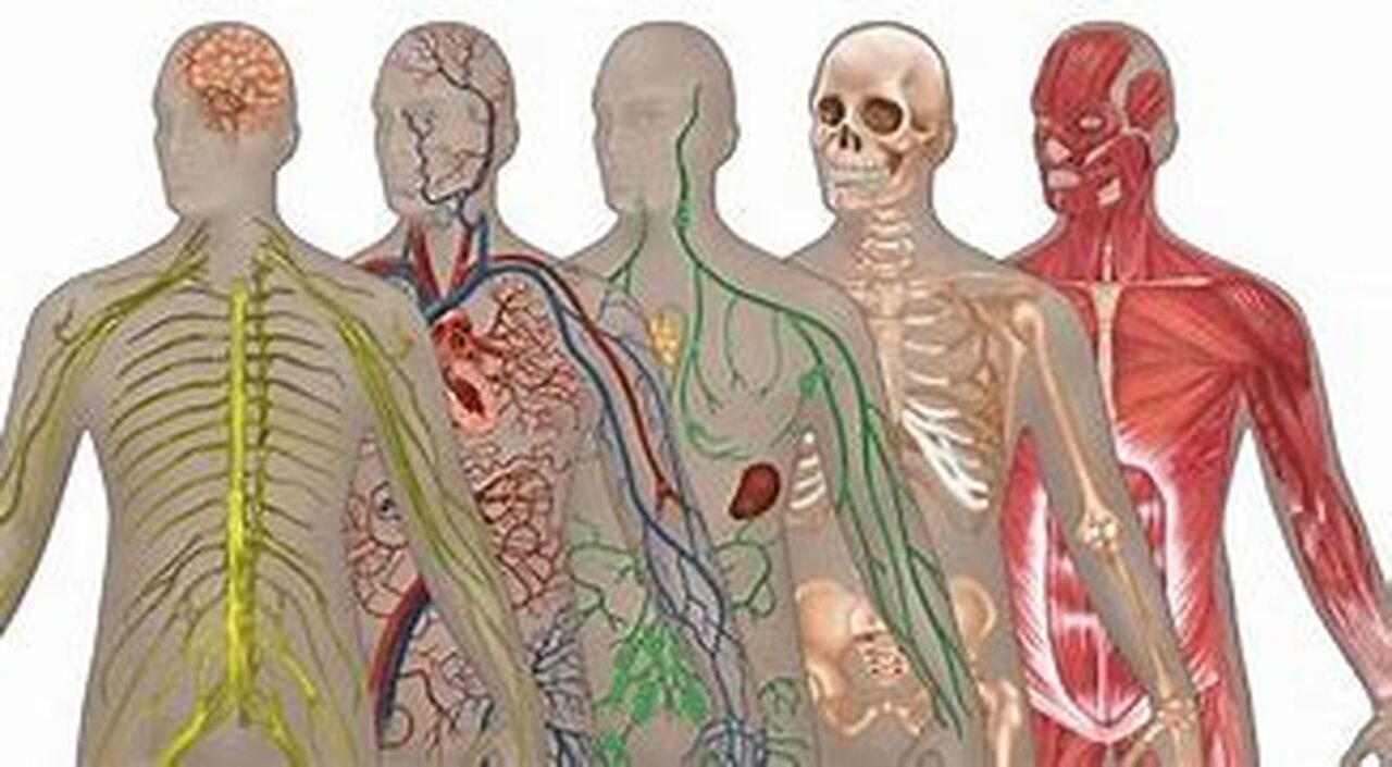 Exploring Human Anatomy_ Functions of each human organs